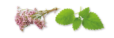 Afbeelding van de planten valeriaan en melisse